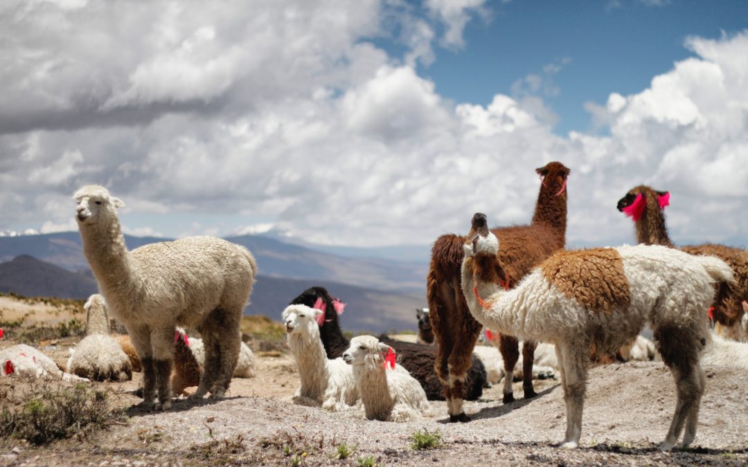 Voyager au Pérou : toutes les informations utiles pour voyager pendant la pandémie de covid-19