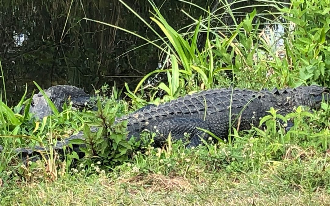 Alligators en pagaille, conquête spatiale, plages de rêve et montagnes russes à en perdre la tête : Bienvenue en Floride !