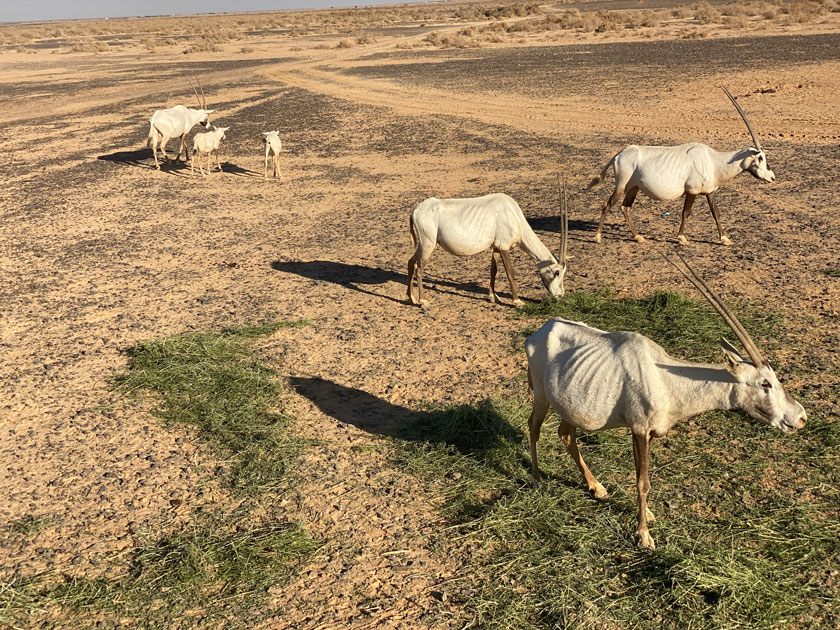 Shaumari Reserve : un Oryx Safari en Jordanie