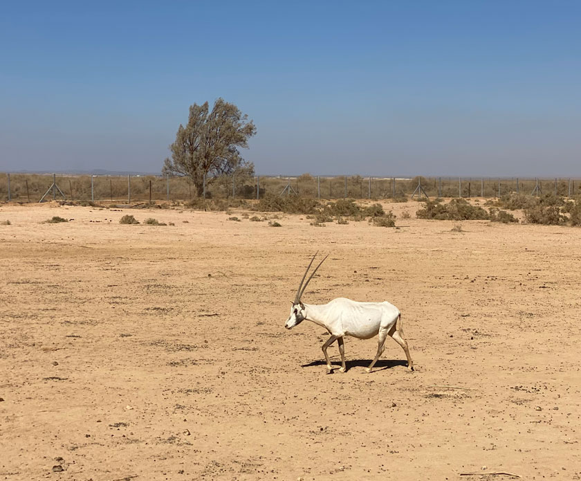 Shaumari Reserve : un Oryx Safari en Jordanie