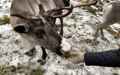 Escapade chez les rennes de Laponie : on a testé… la ferme aux rennes de Rovaniemi 🦌 🛷