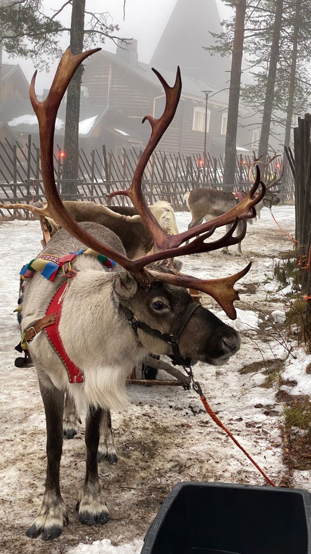 Les rennes du Père Noël à Rovaniemi en Laponie finlandaise