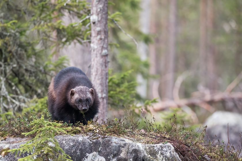 Le Wolverine, prédateur des rennes en Laponie