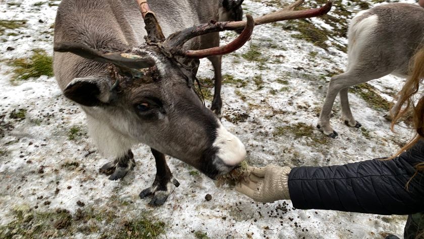 Escapade chez les rennes de Laponie : on a testé… la ferme aux rennes de Rovaniemi 🦌 🛷