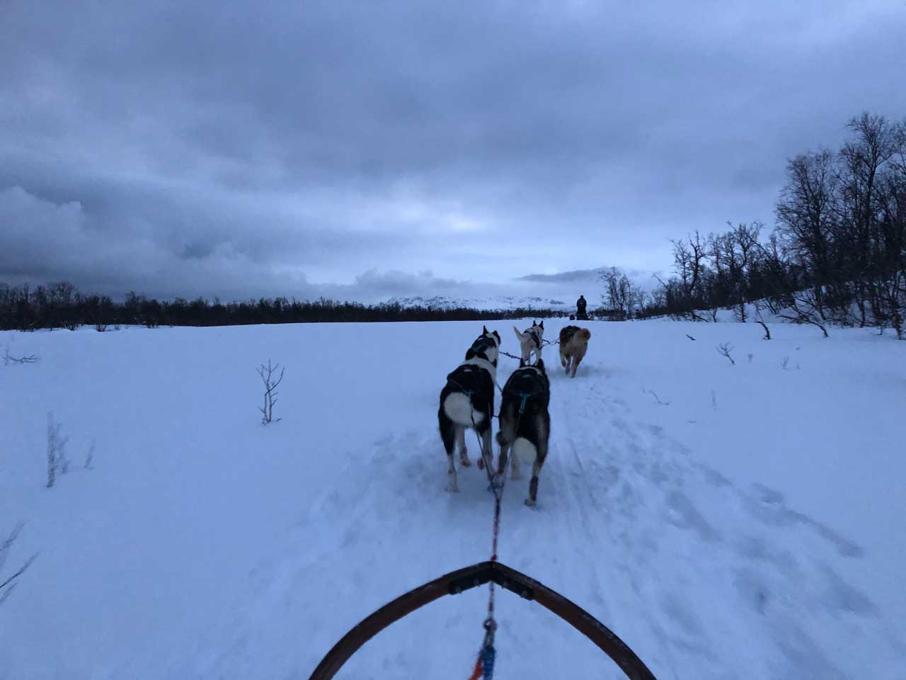 Conduire un traîneau à chiens en Norvège