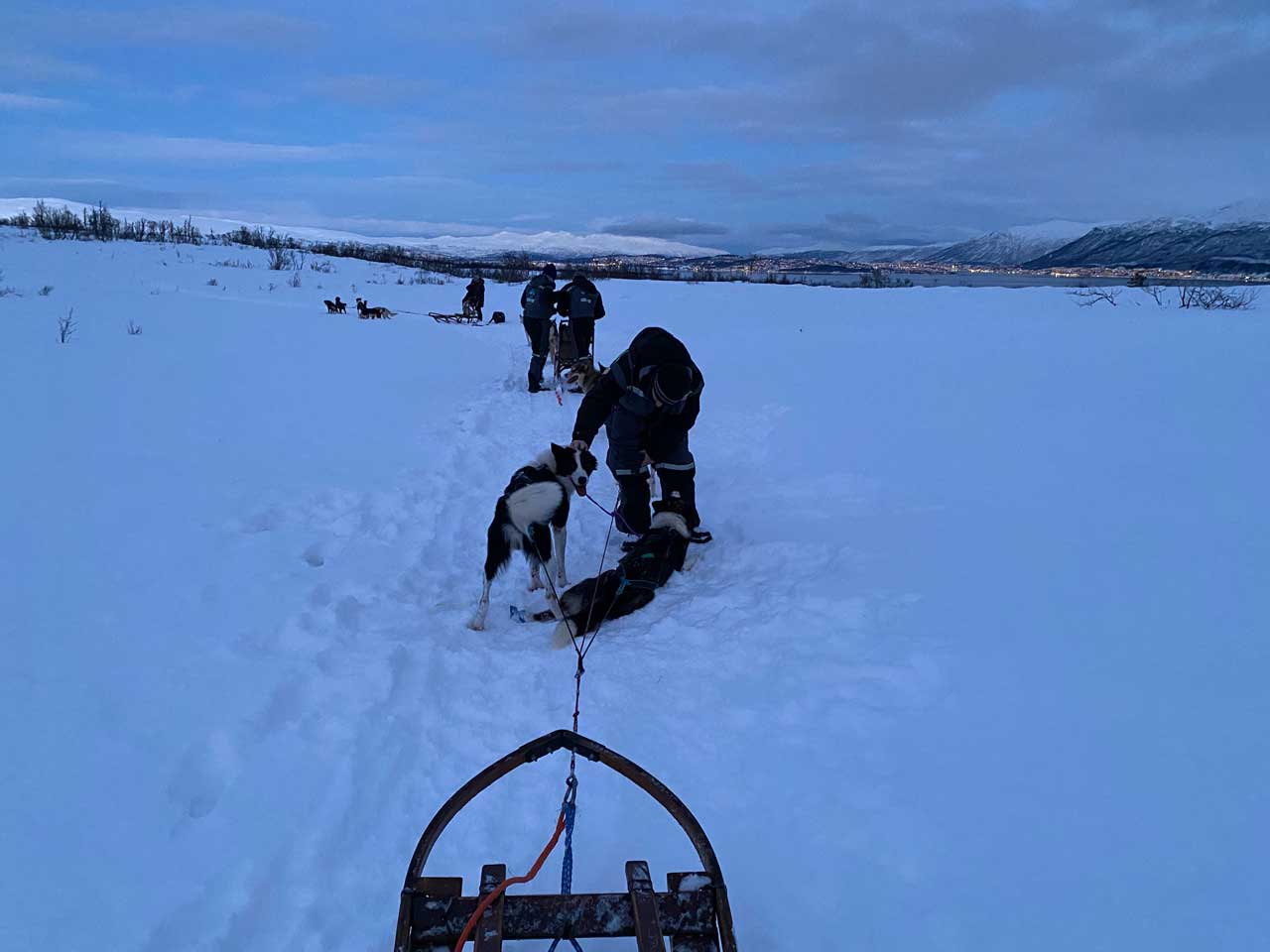 S'exercer au mushing en Norvège avec les huskies d'Alaska