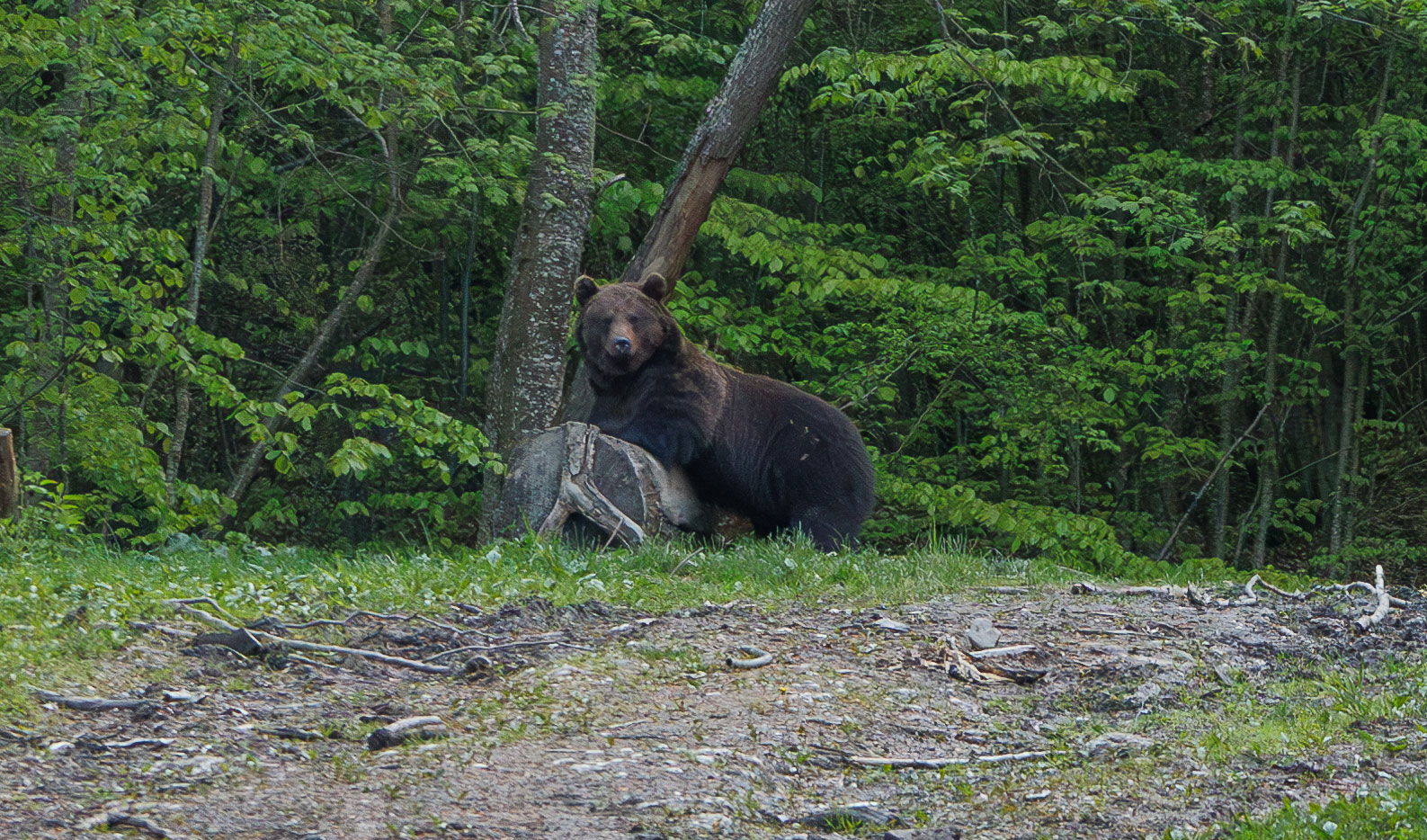 Observation des ours bruns en Roumanie, dans les forêts de Transylvanie, accompagnés d'un guide naturaliste